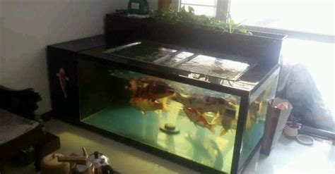 房間養小魚缸|家庭養魚注意七大事項